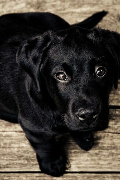 puppy-black-labrador-love
