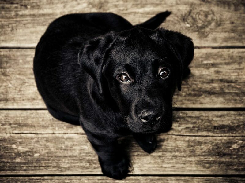 puppy-black-labrador-love