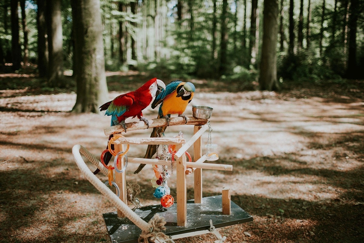 Fotoshoot met dieren papegaaien 2