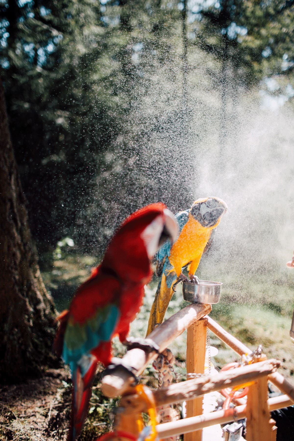 Fotoshoot met dieren papegaaien 4