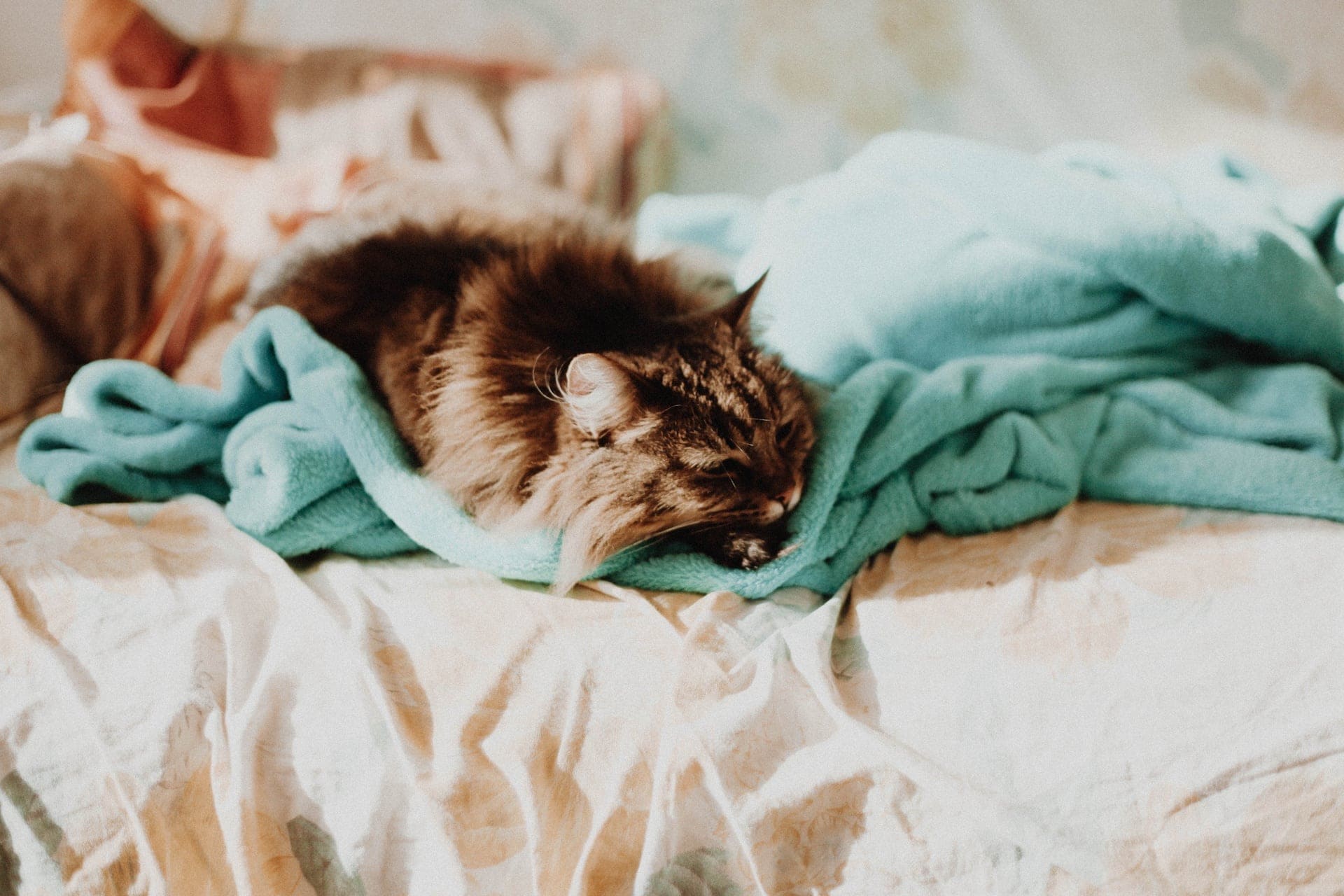 bijslapen bruiloft bed poes kat huwelijksreis