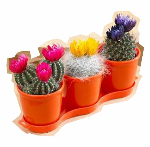 Drie-cactusjes---bedankjes-voor-bruiloft